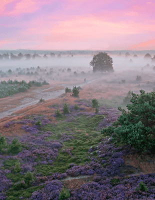 Developments in Soil Research, Remediation and Sustainability