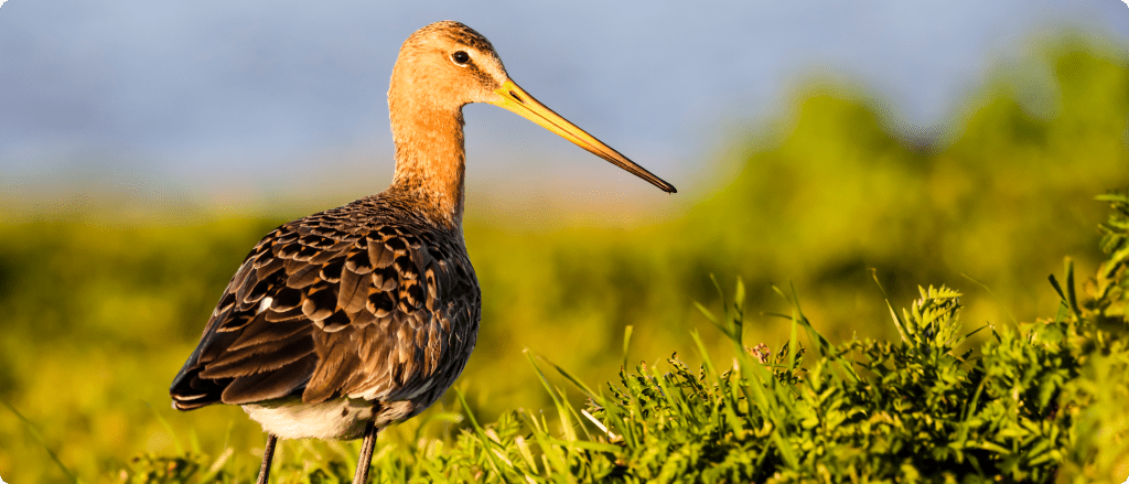 Projectimpact in Vlaanderen