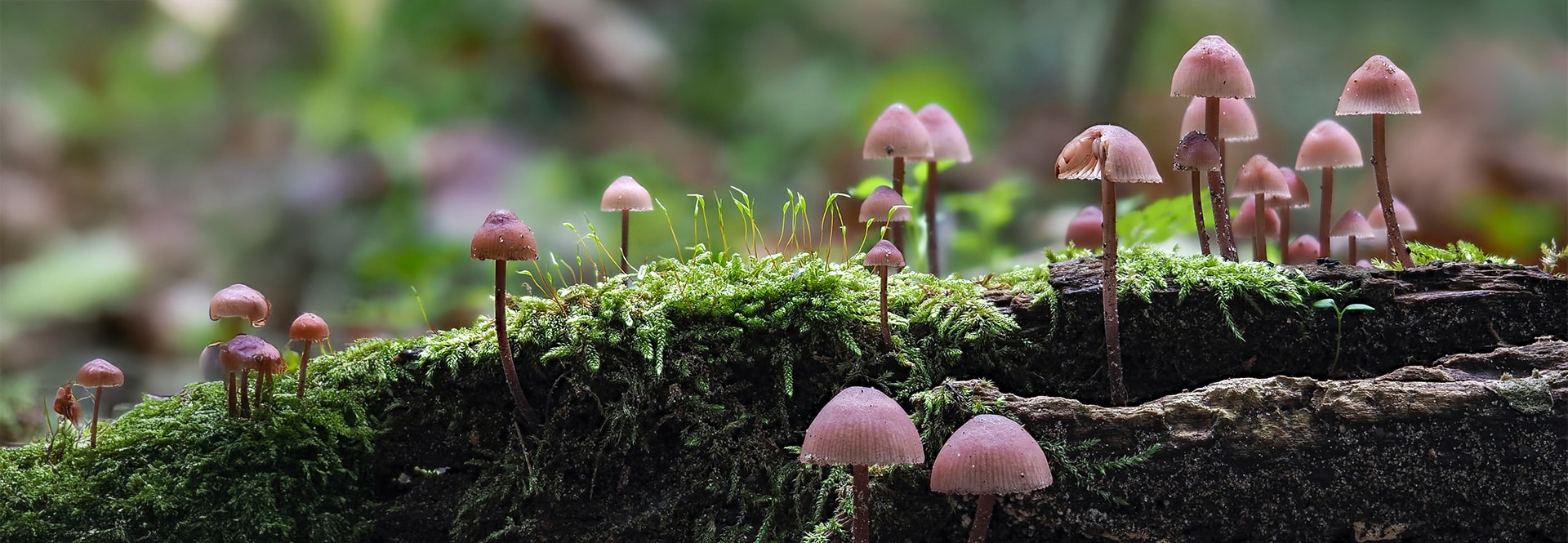 Business and biodiversity 