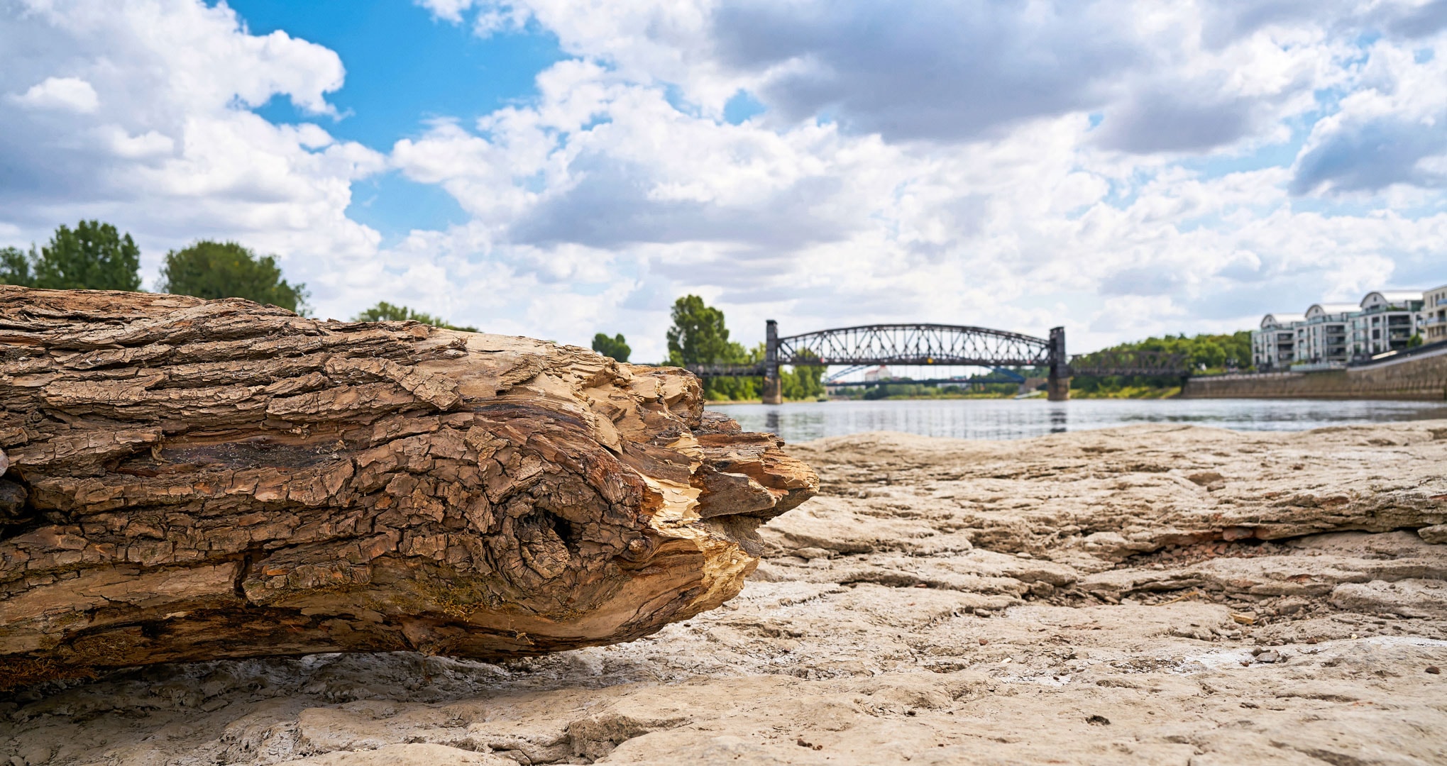 Ausgetrocknetes Flussbett der Elbe mit trockenem Baumstamm im Vordergrund