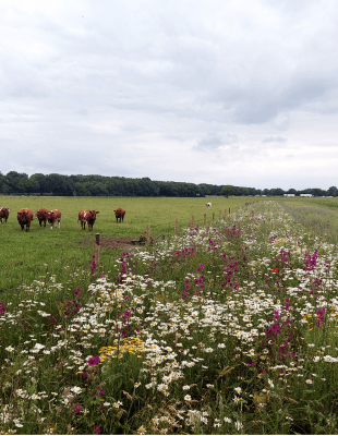 landbouwbedrijf Tilburg koeien en bloemenstrook