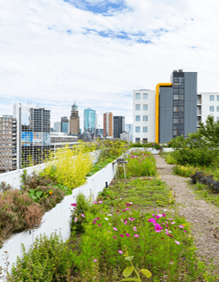 Tuin op het dak Rotterdam (investeren in een gezonde leefomgeving)