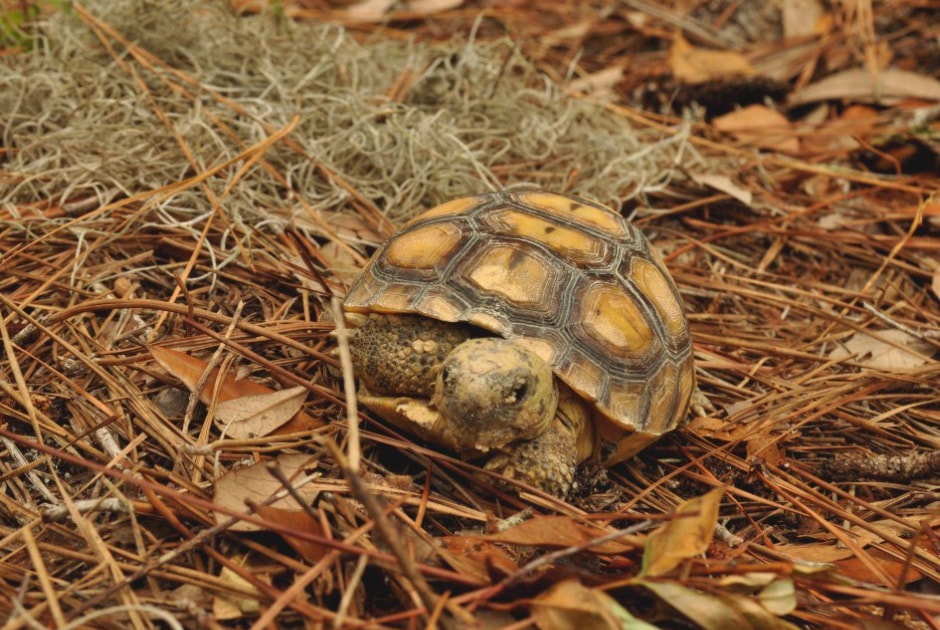 How we promote biodiversity around the world