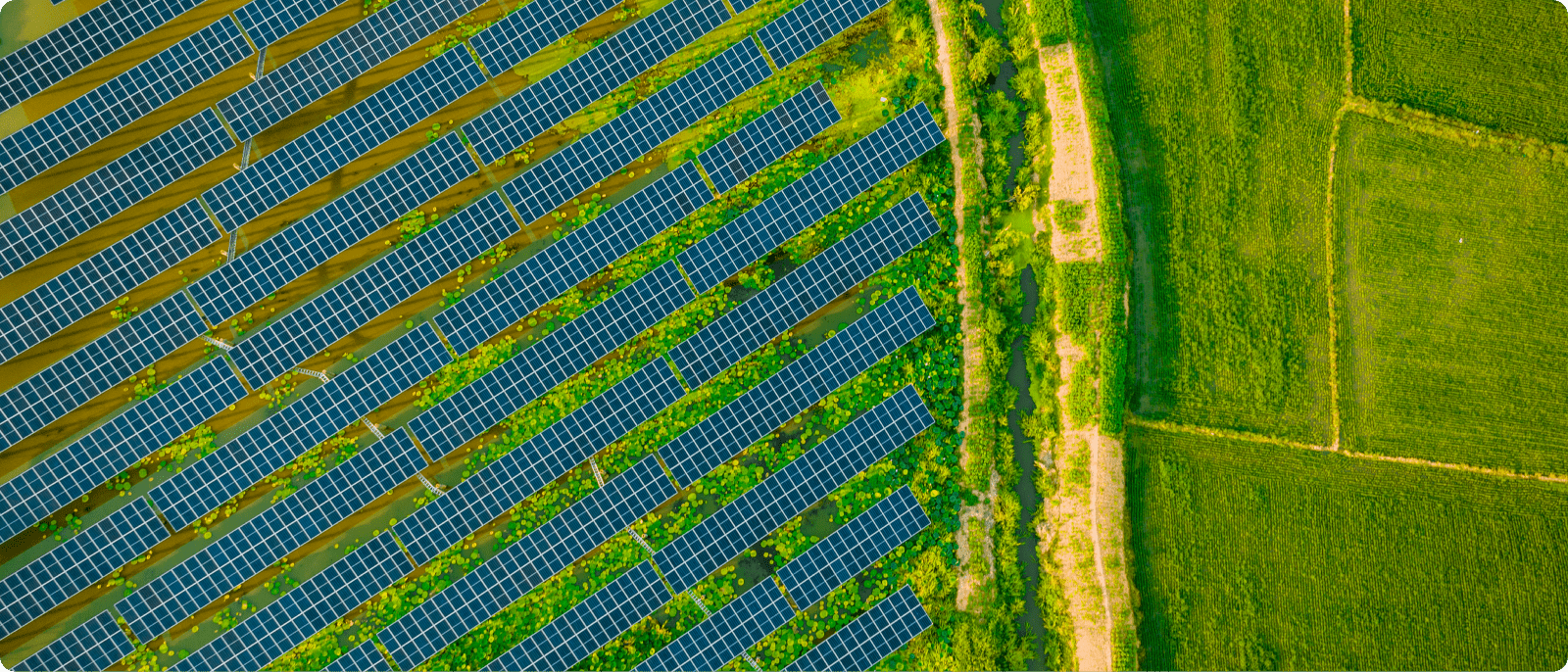 Aerial view showcasing a vast field covered with solar panels, reflecting sunlight and promoting renewable energy.