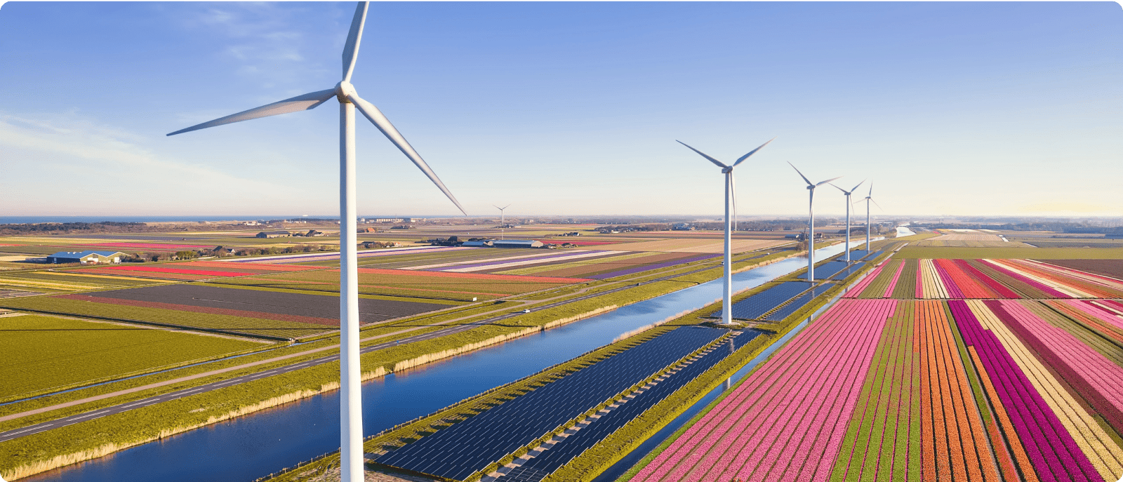 A vast field filled with colorful flowers with wind turbines under a clear blue sky.
