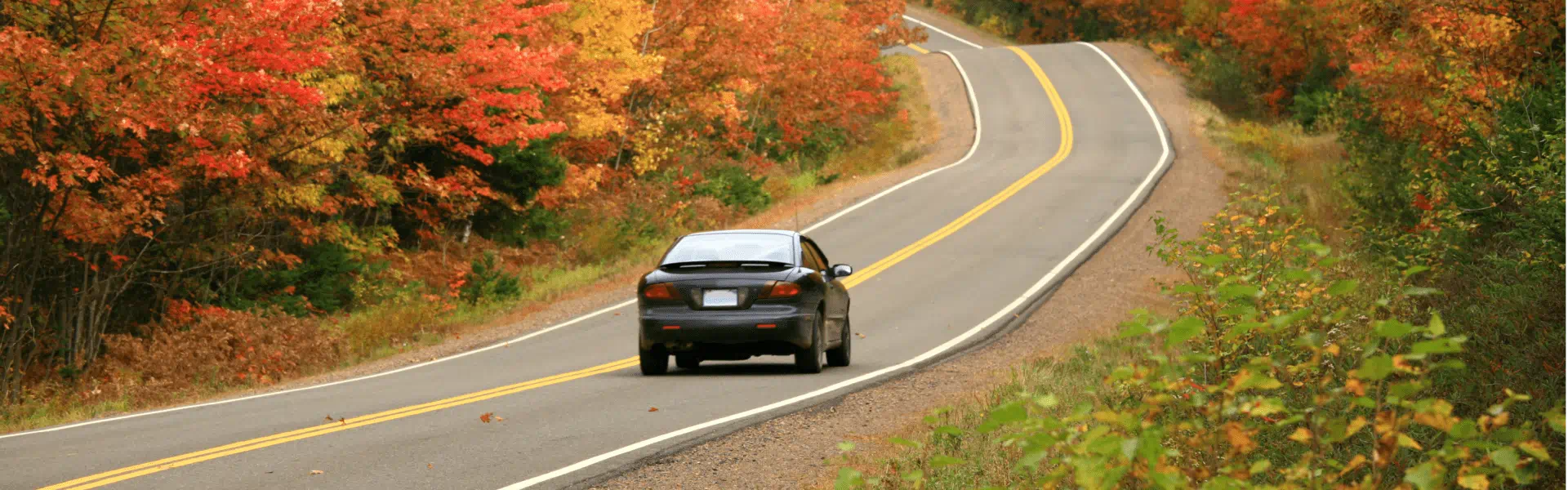 A car driving down a road lined with vibrant, colorful trees.