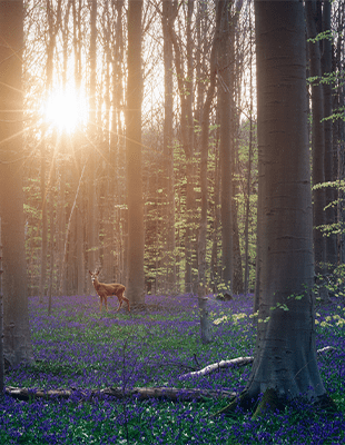 Leveraging business strategies to restore biodiversity in Belgium