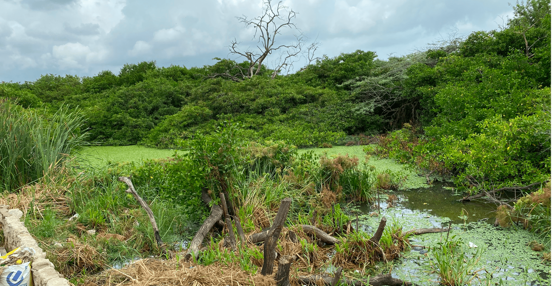 A pond filled with trash, highlighting environmental pollution.