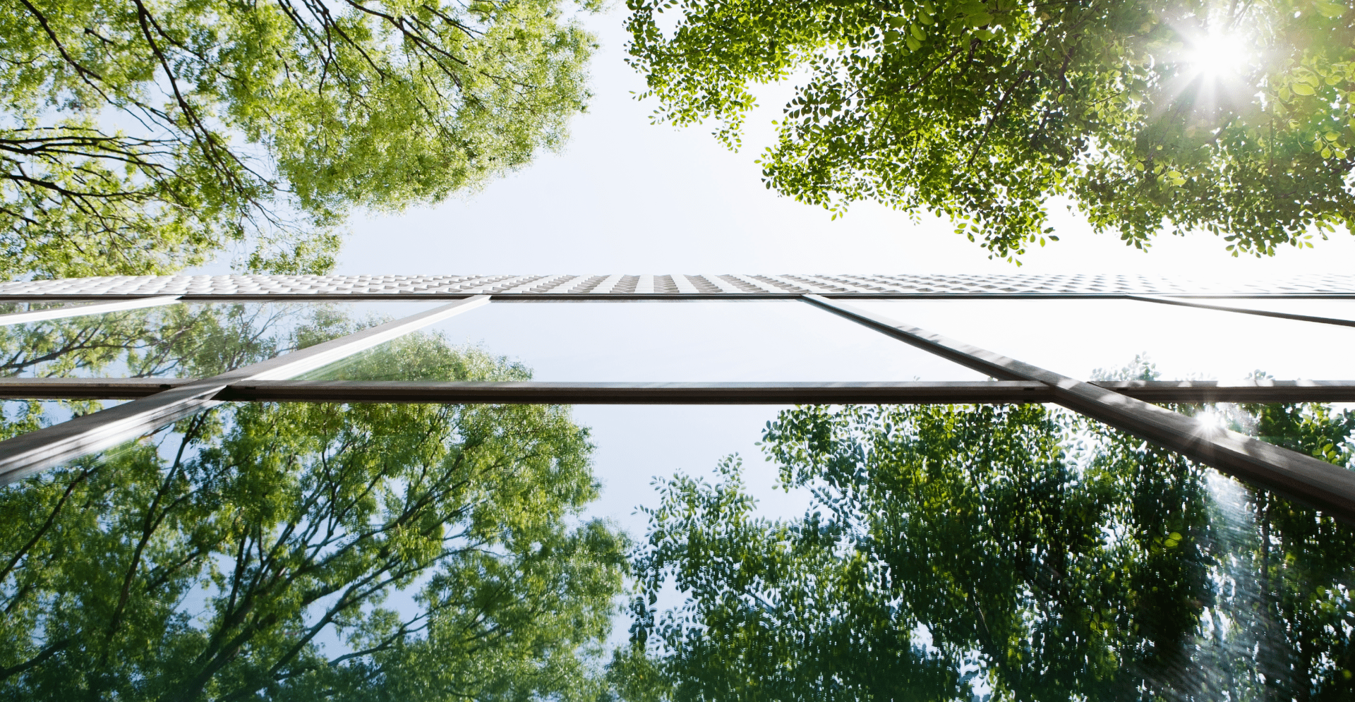 Green leaves on tall trees and their reflection in a glass wall