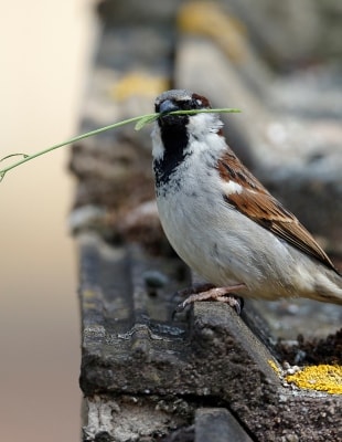 Een mus zittend op een dakrand met een takje in zijn bek.