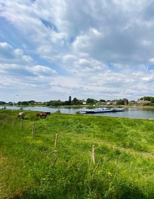 Vanaf het weiland kijkend naar de Maas bij Beesel (Noordelijke Maasvallei)