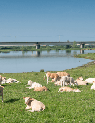 Koeien langs rivier de Lek. Arcadis en Omgevingswet.