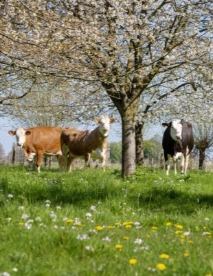 Project Regio Foodvalley